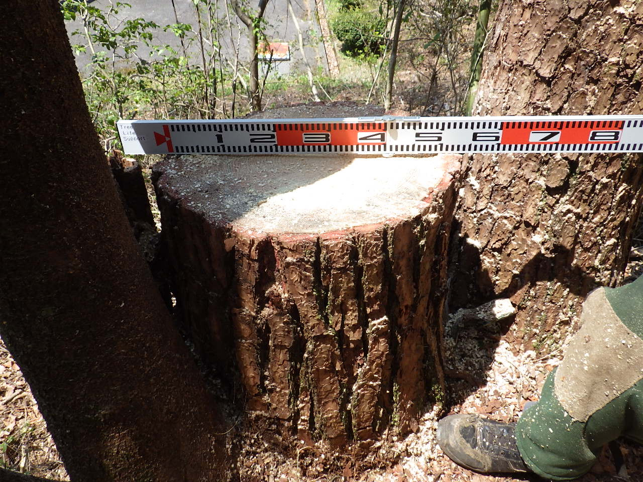 大きな赤松の枯損木の伐採整理